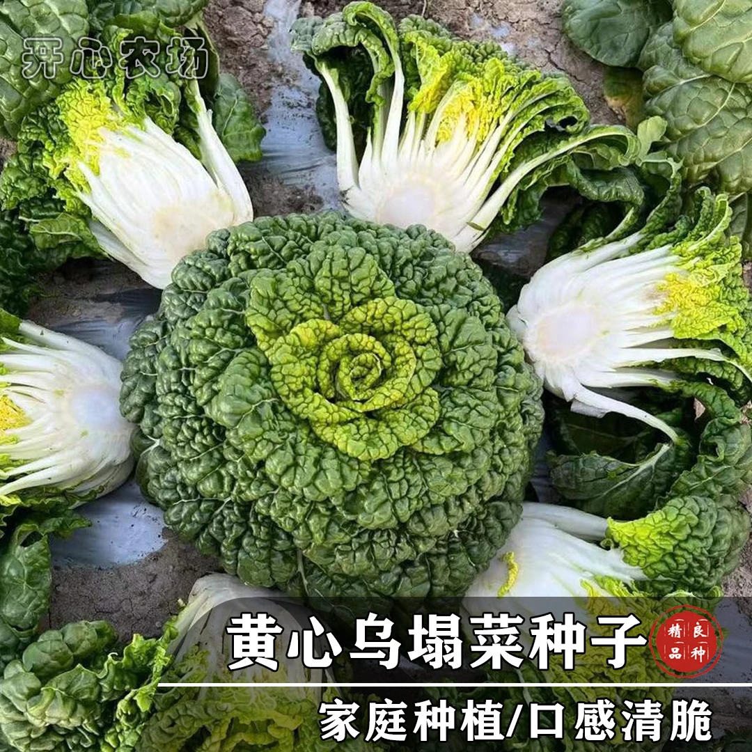 耐寒黄心乌塌菜种子耐低温易种植家庭小院种植蔬菜产量播种春季