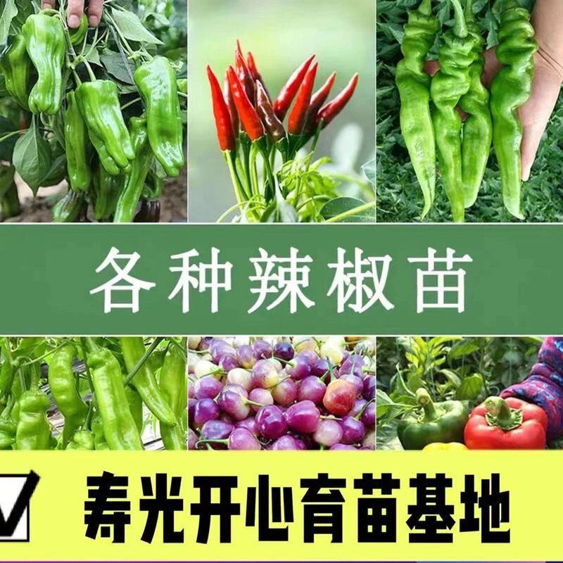 香辣线椒 螺丝椒 朝天椒 等各类精品辣椒苗子盆栽阳台小院种植