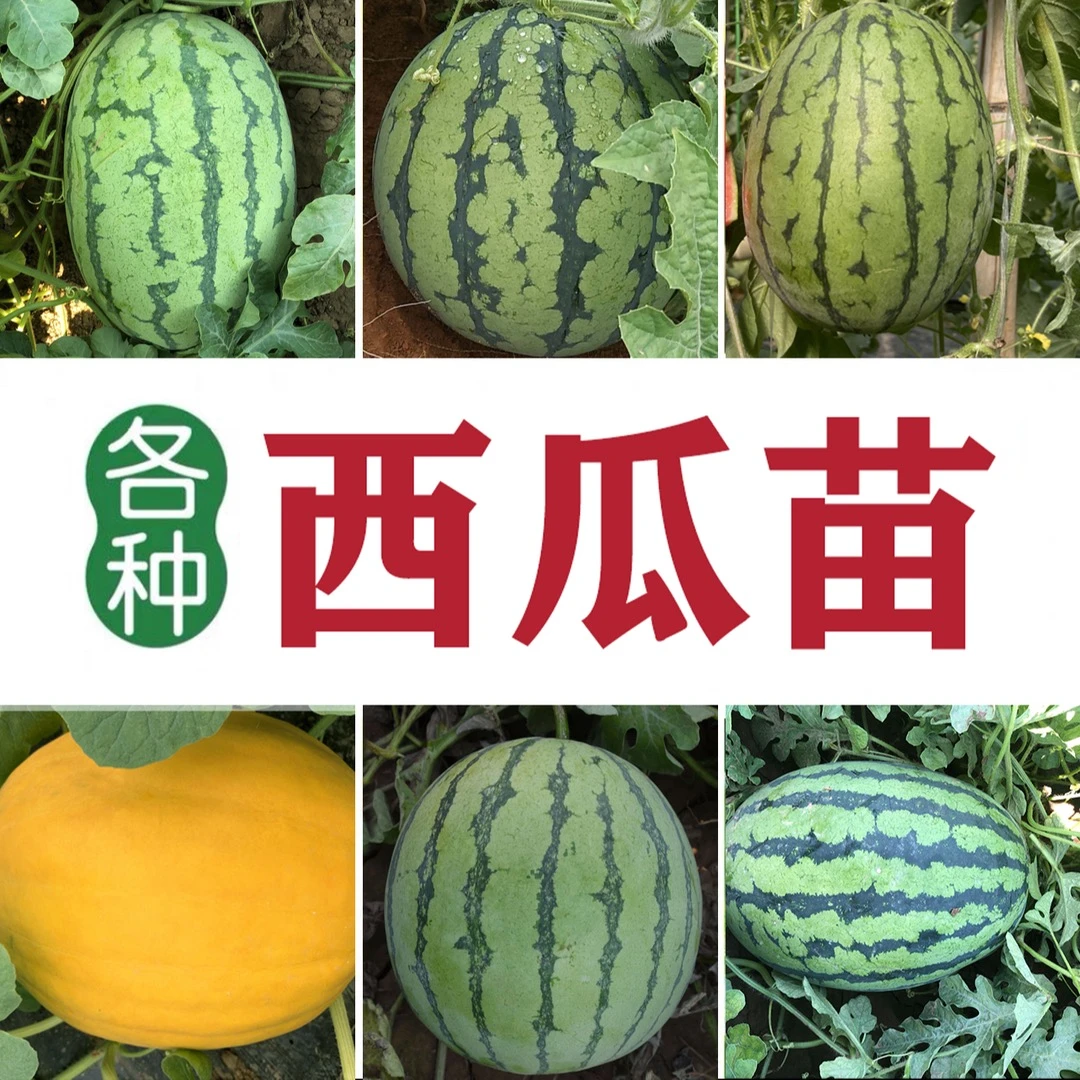 西瓜甜瓜丝瓜苦瓜南瓜等各种瓜类苗子阳台庭园种植简单易坐果