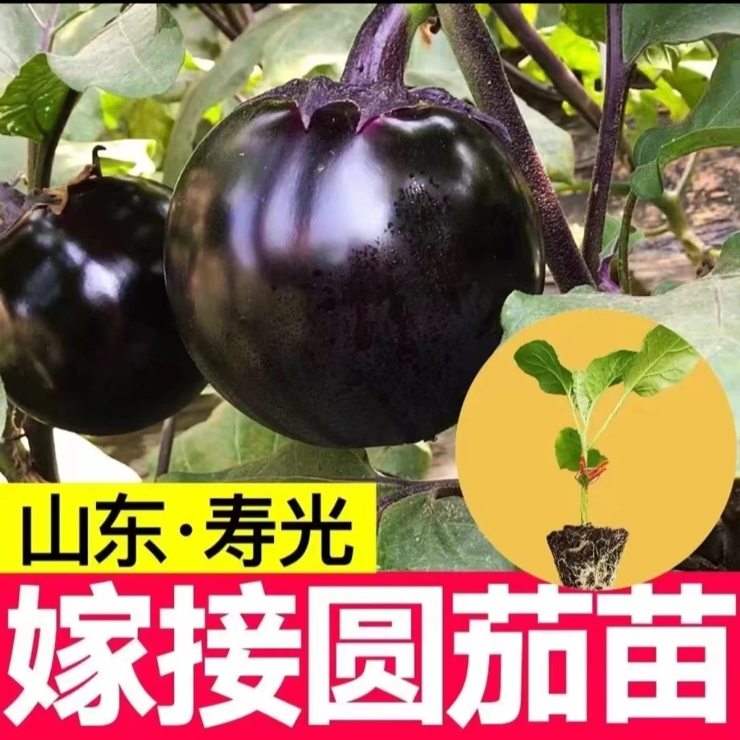 【一级苗】特色嫁接黑长茄黑圆茄苗皮薄肉质细嫩阳台庭院简单易生长