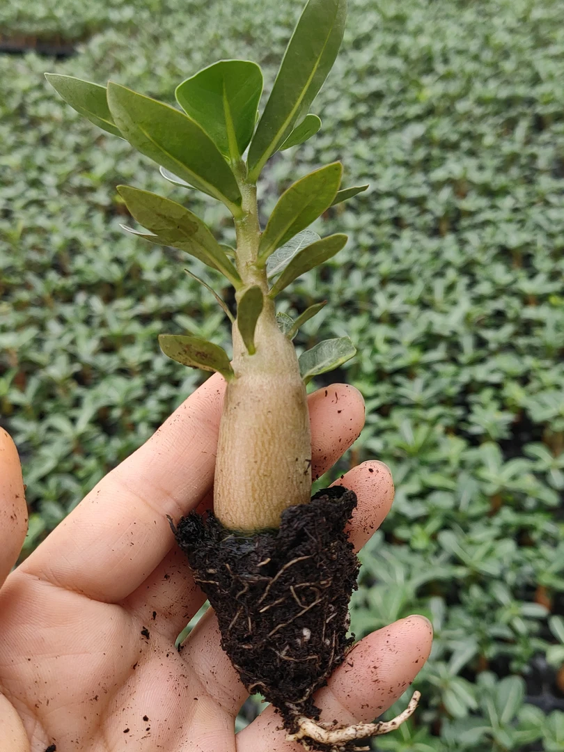 沙漠玫瑰 精品小苗