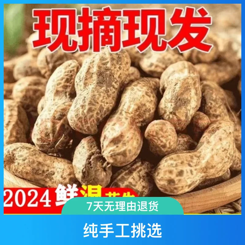 2024河南沙地现挖新鲜湿花生主打就是一个新鲜