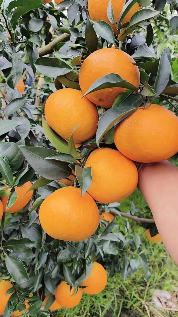 爱媛果冻橙自家种植果冻橙多汁味甜燕冬萍橙子