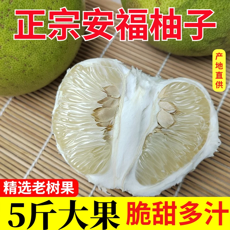 正宗安福蚕子萍乡柚子吉安特产金兰柚井冈白心蜜柚新鲜水果老树果