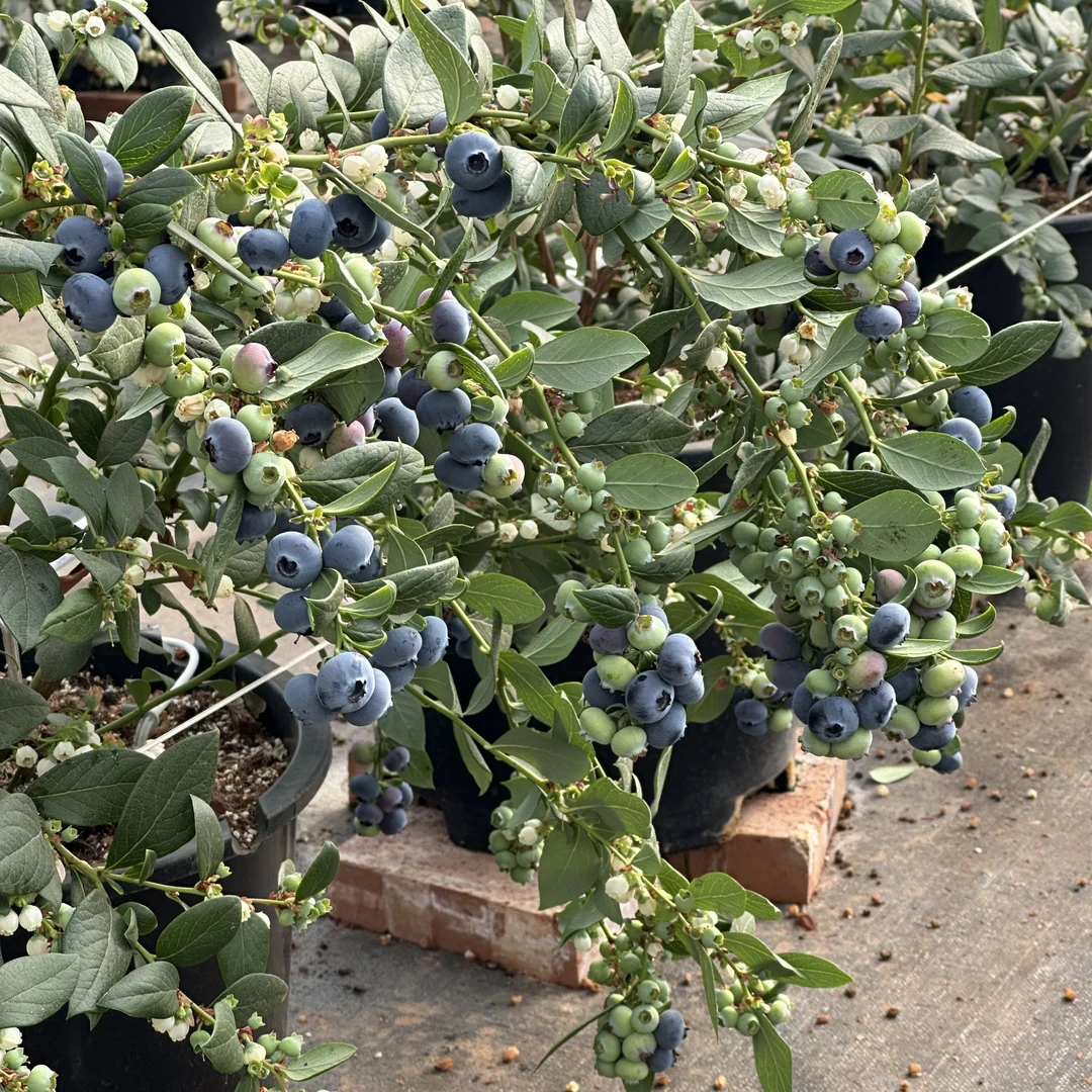 蓝莓苗 带花带果 发货原盆原土花园植物果树盆栽绿植种植养护黑色