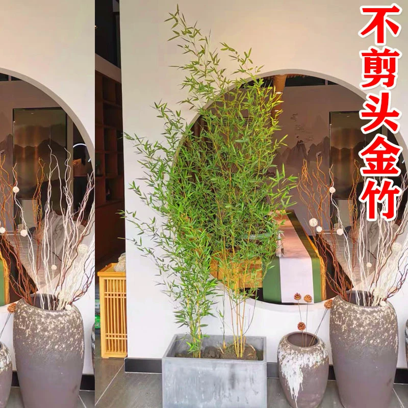 不剪头金竹竹子苗庭院四季青花园观赏植物绿色竹子盆栽景观竹种植