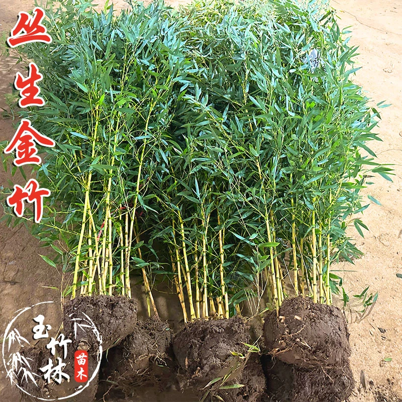 丛生竹子苗庭院四季盆栽植物老紫竹树室内造景黄金罗汉竹室外绿植