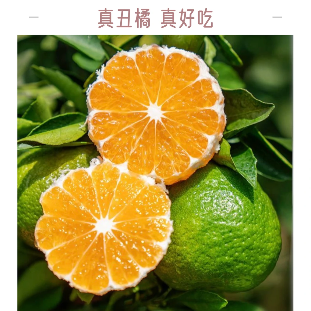 【坏果包赔】应季新鲜不知火丑橘桔子春见耙耙柑酸甜口成熟发货大果