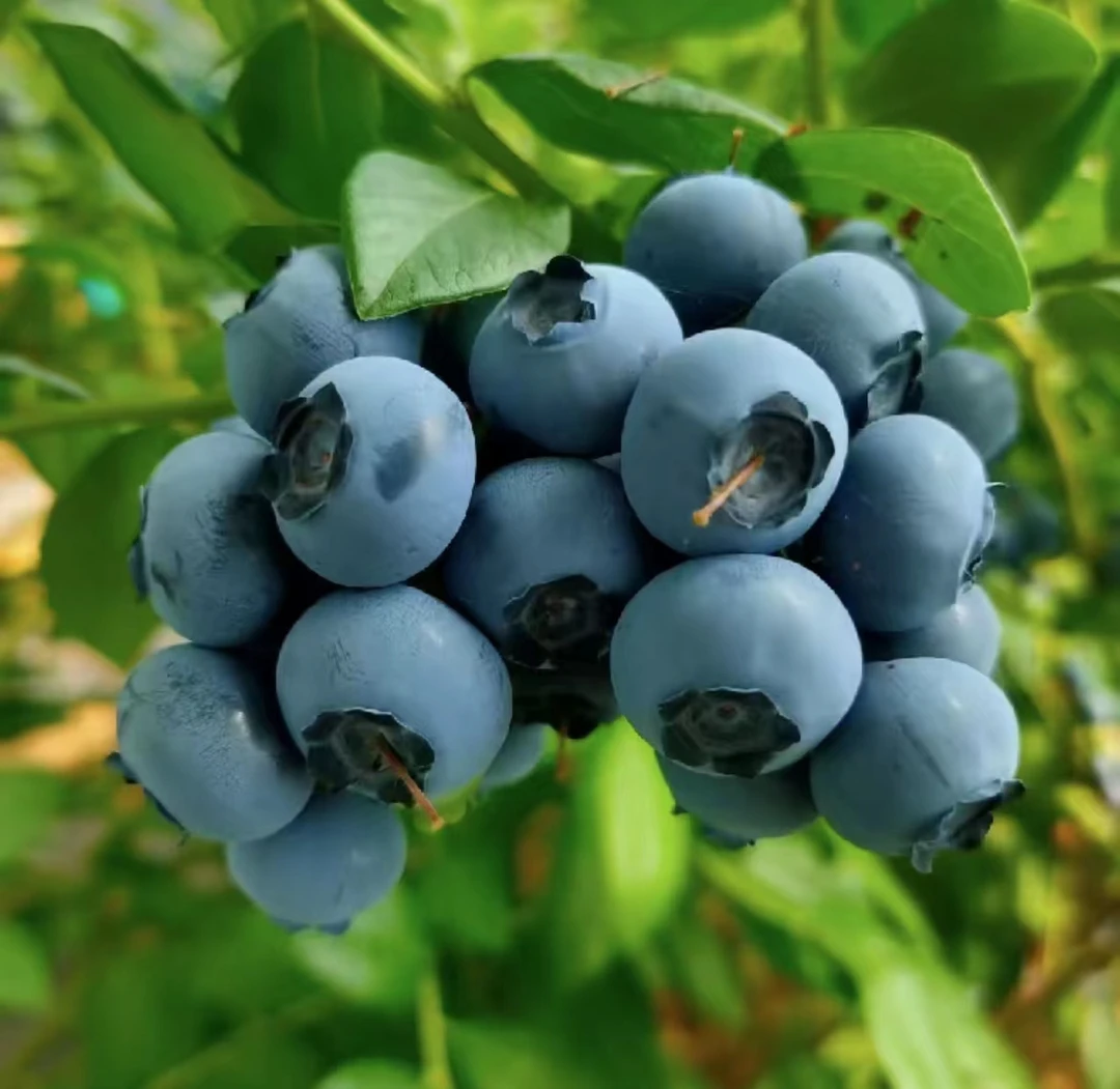 【买一箱送一箱】新鲜采摘蓝莓小豆子 口感香甜