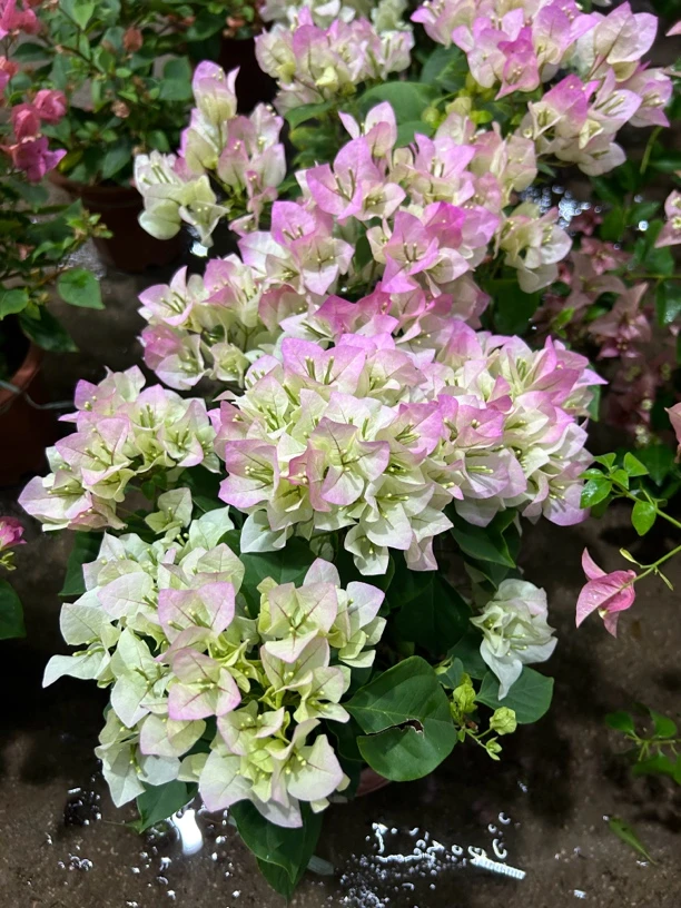 绿樱三角梅阳台室内光线好养四季勤花美观植物