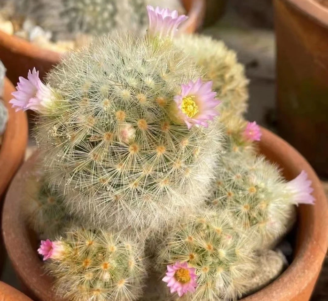 嘉文丸实生仙人球稀有红花白花粉花软刺不扎手防辐射小盆栽
