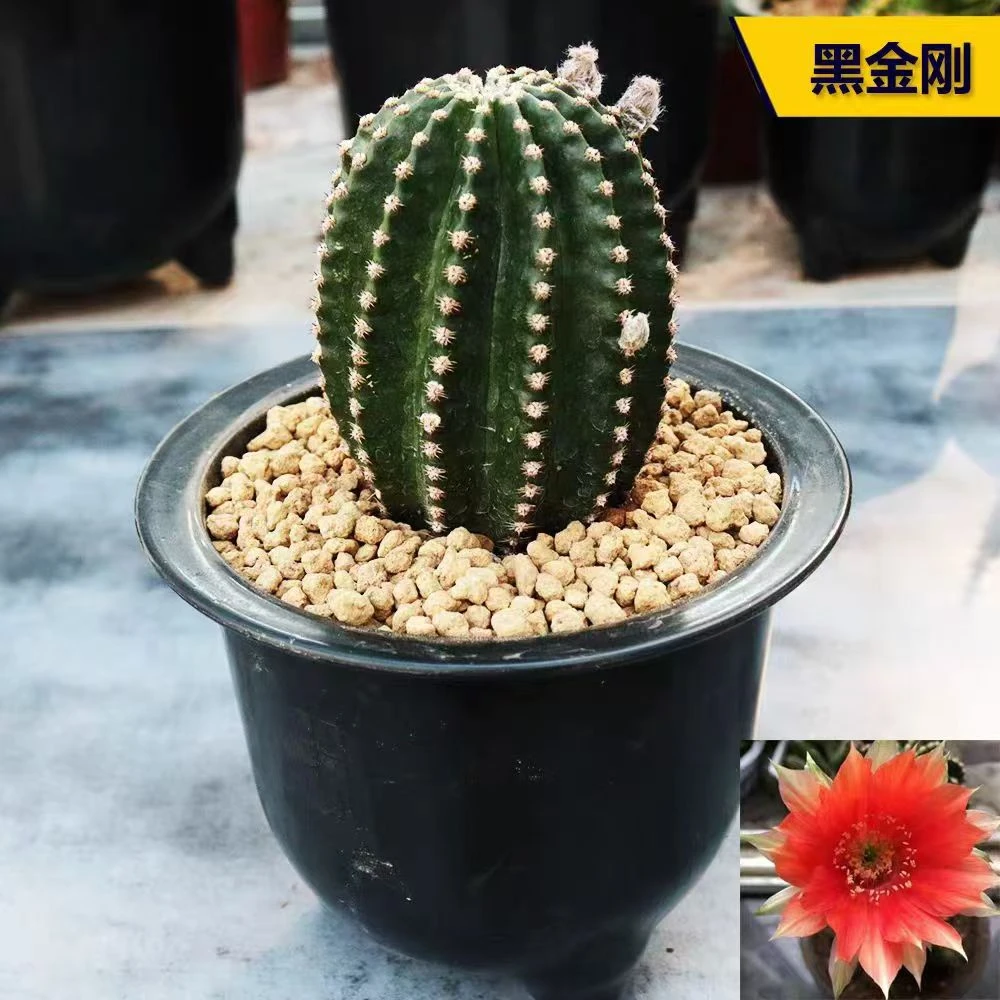 群生黑金刚多头仙人球会开花易养室内阳台防辐射阳台窗台