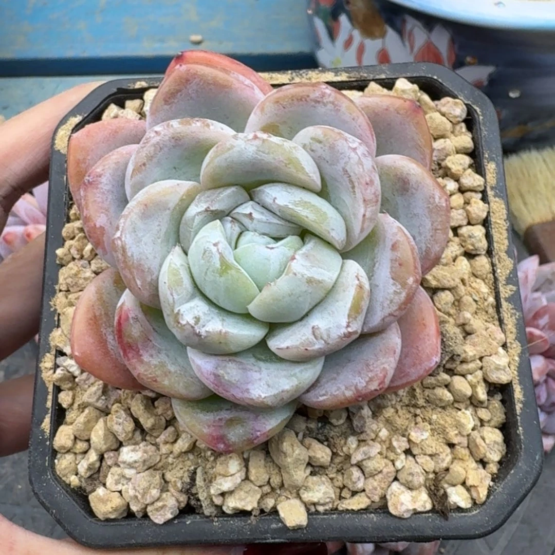 【闪购商品】苿**女补差
