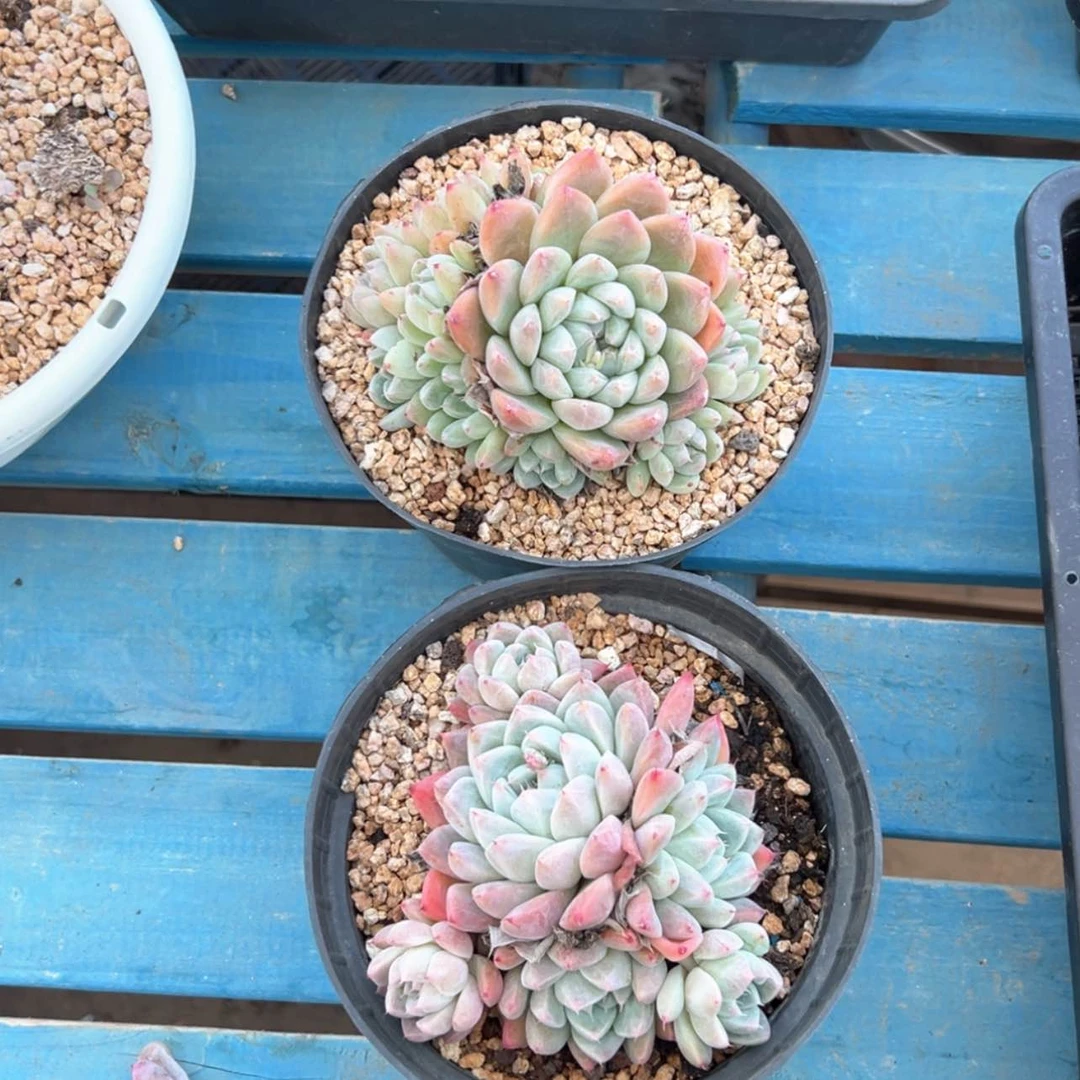 【闪购商品】乐*美佳人2颗