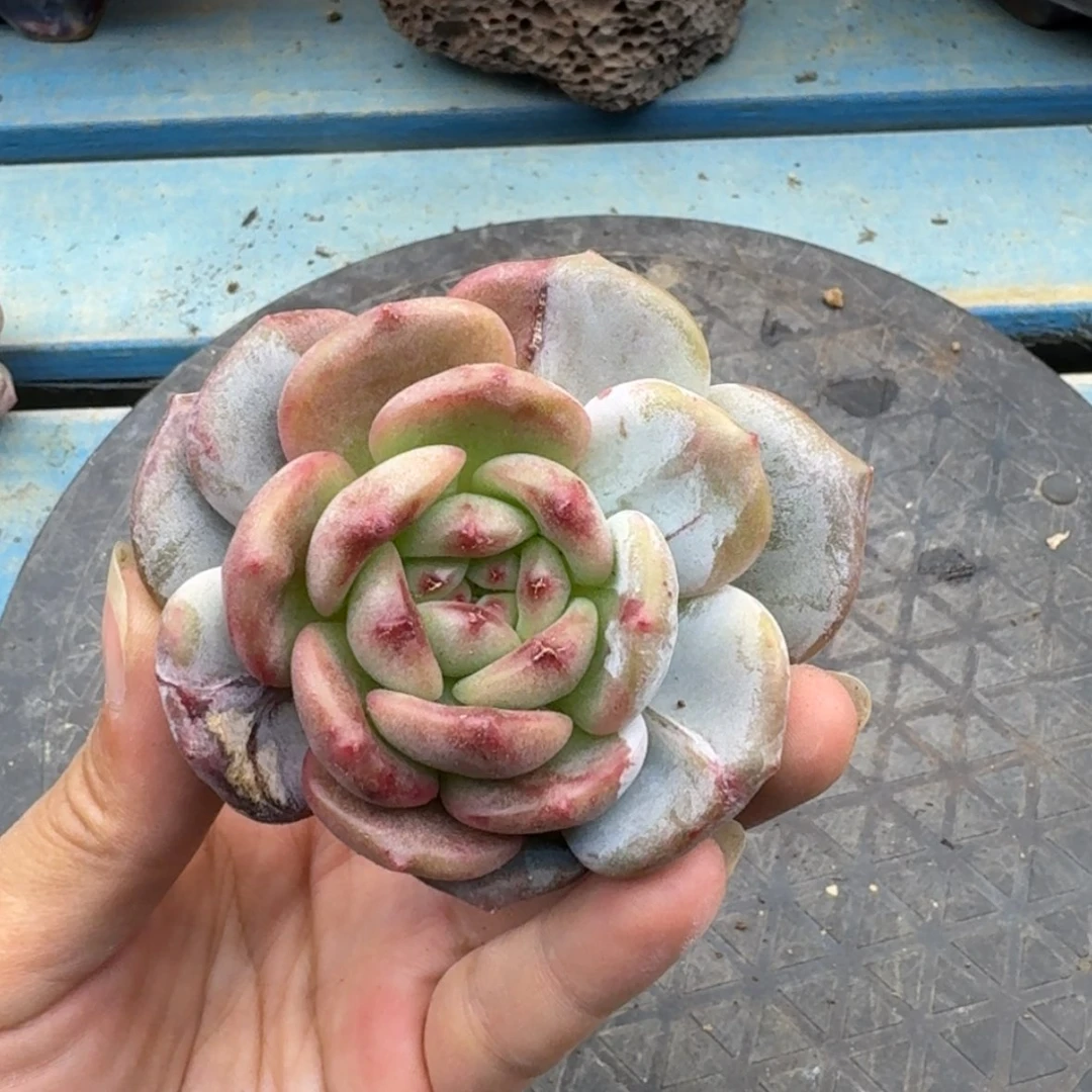 【闪购商品】趙***?星影