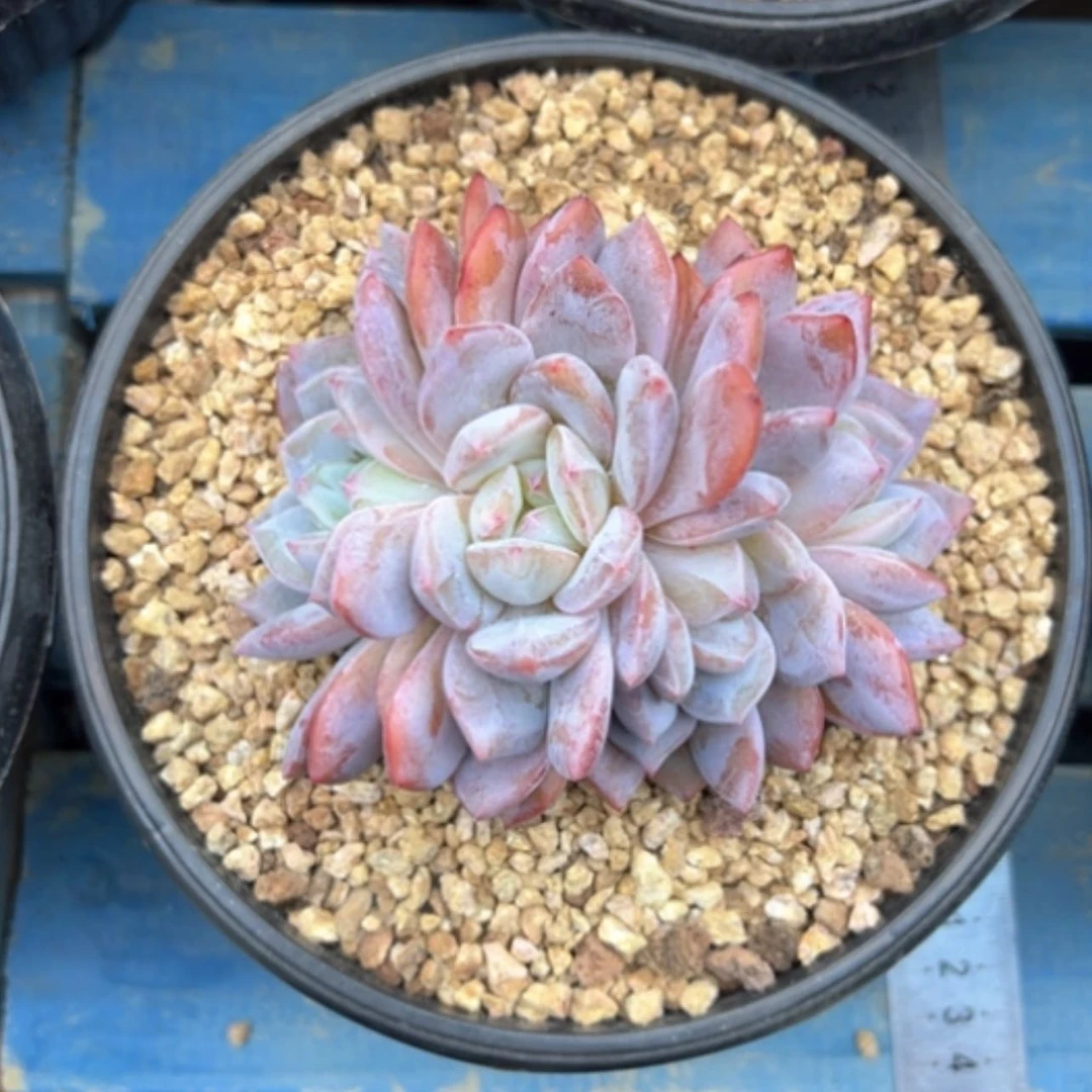 【闪购商品】采****娘星影（补差）