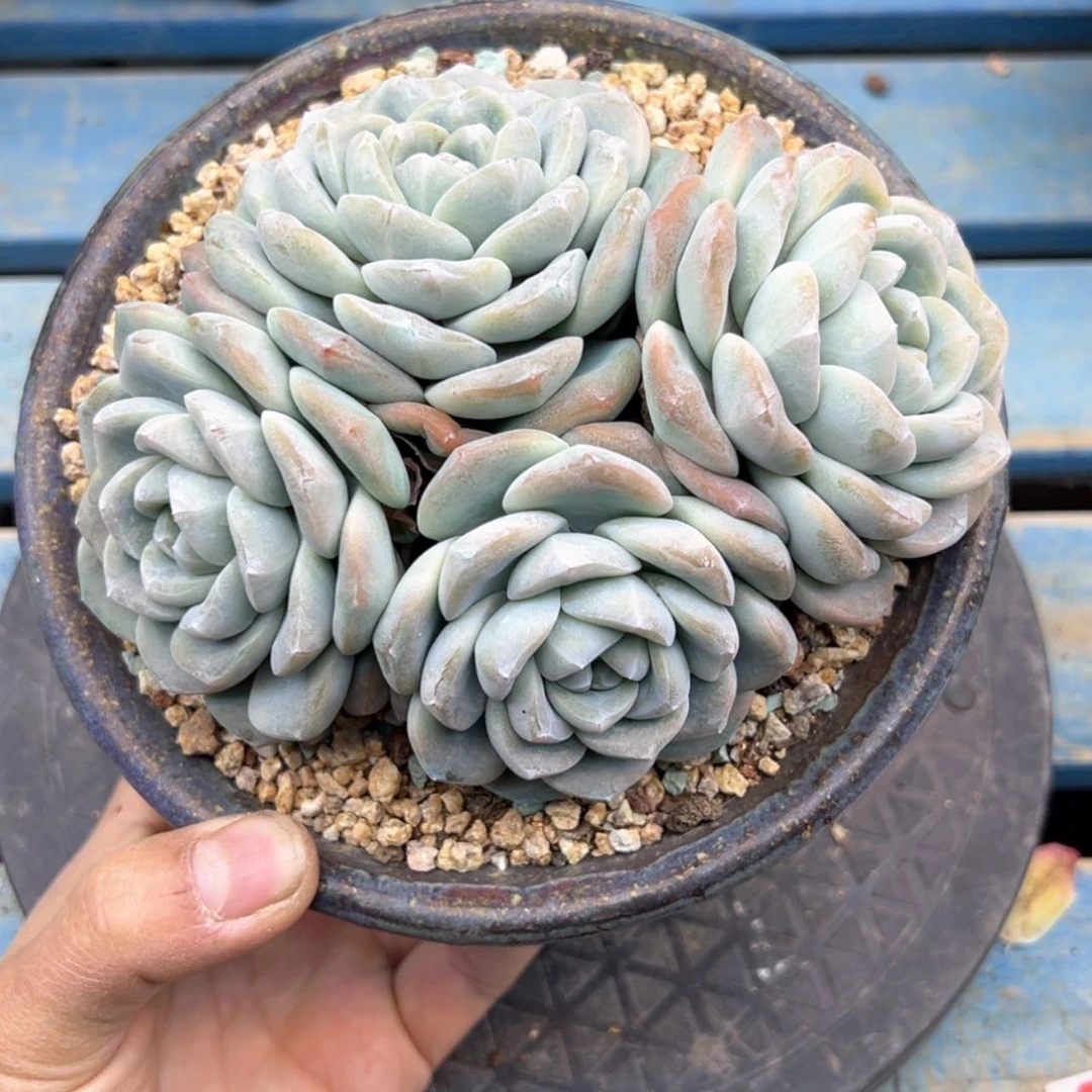 【闪购商品】?***三冰玉无砍
