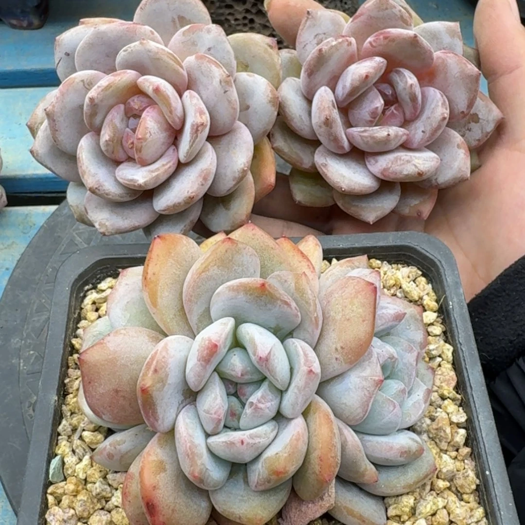 【闪购商品】翊*星影3颗