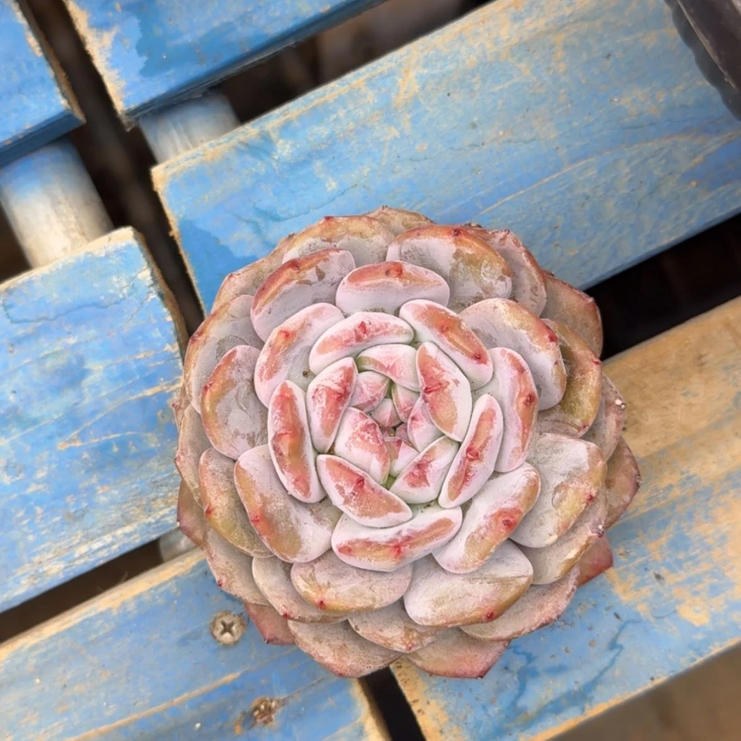 【闪购商品】老***想星影