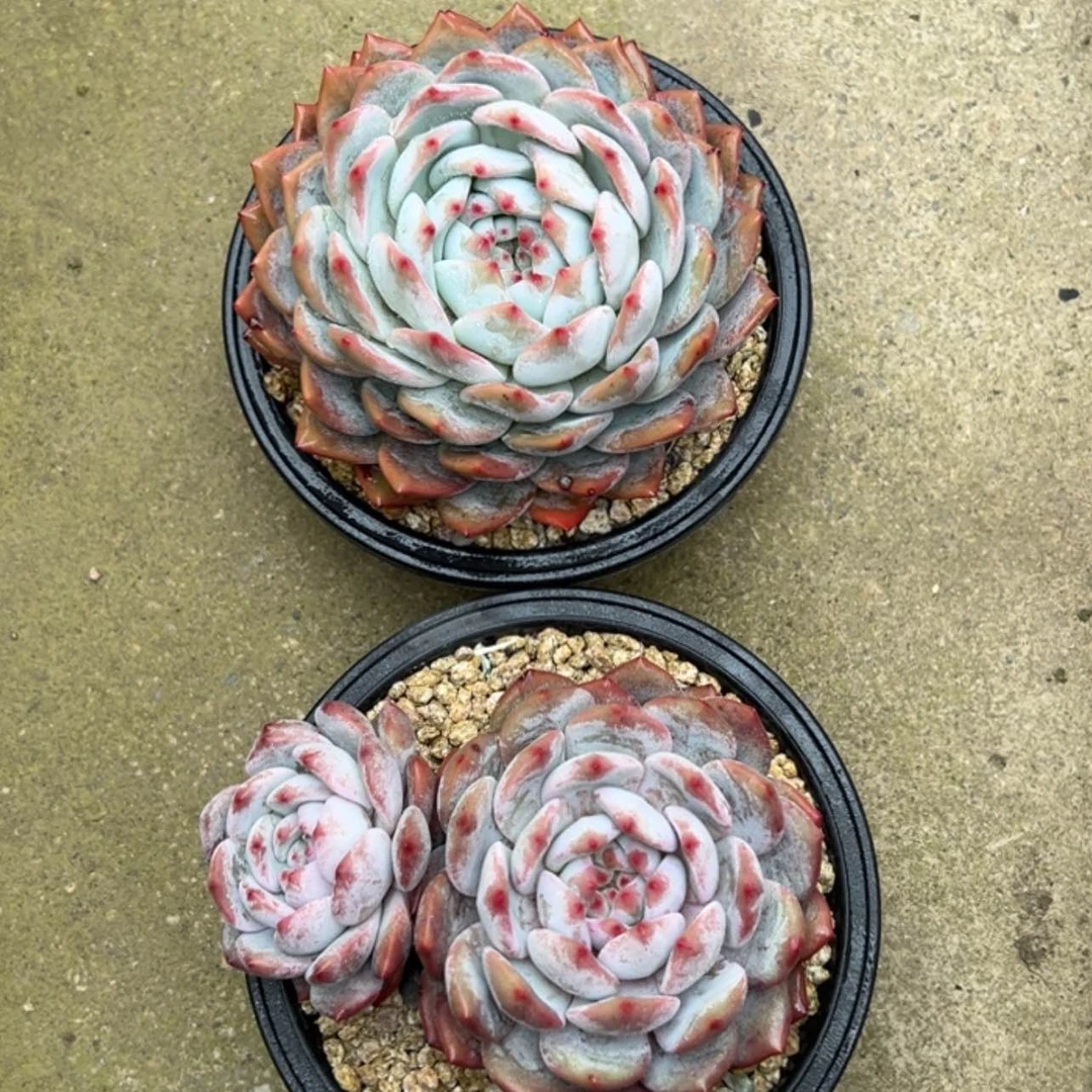 【闪购商品】岚*姐星影2颗