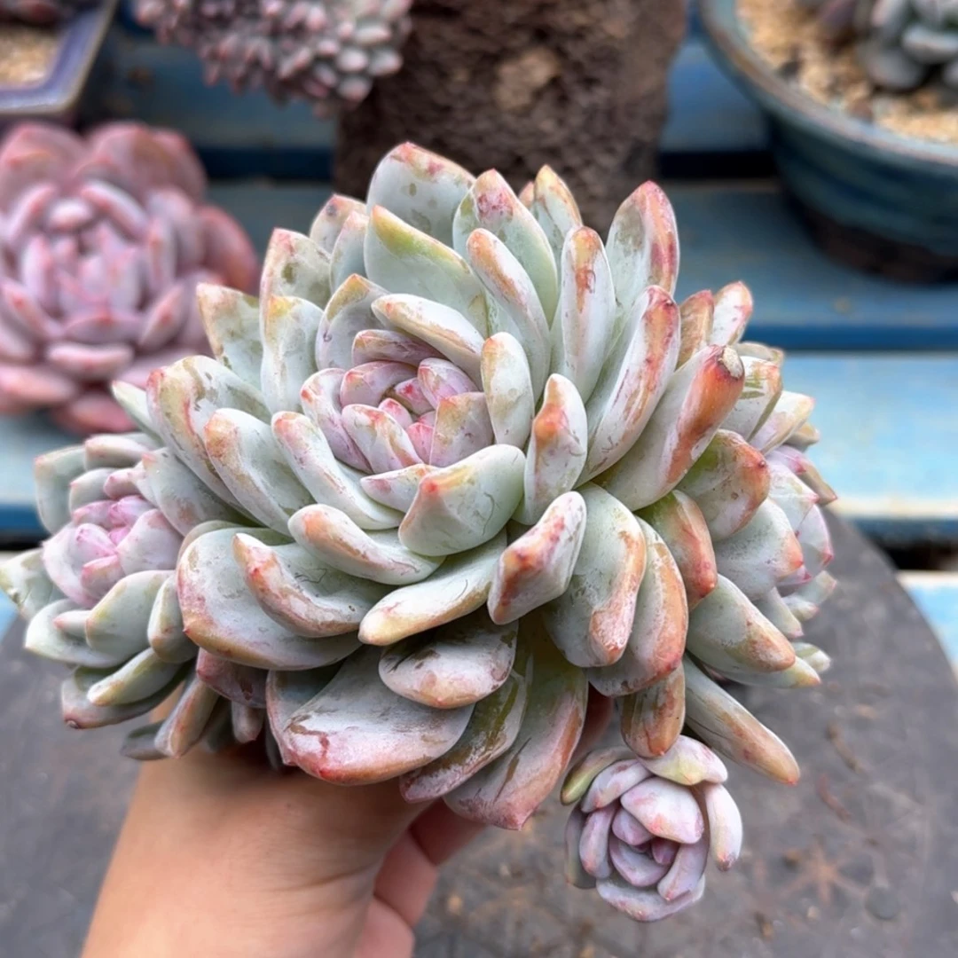 【闪购商品】简*星影