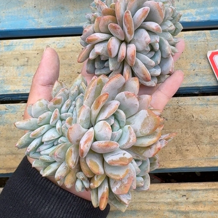 顾**歌星影2颗（9-10厘米）