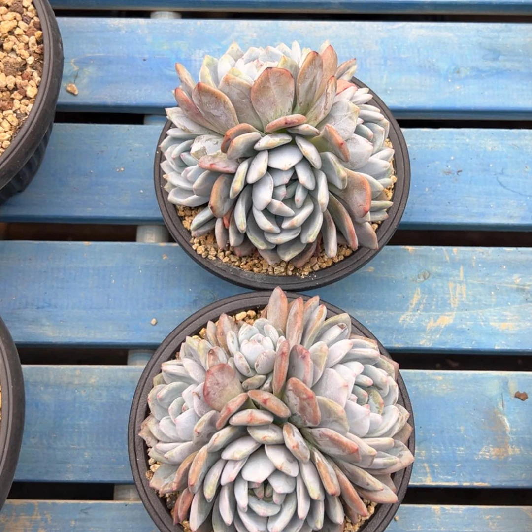 【闪购商品】星影2颗打包