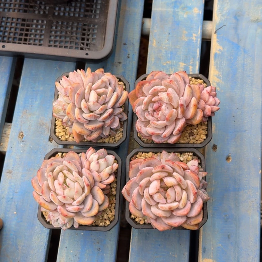 【闪购商品】专****2雪天使4颗