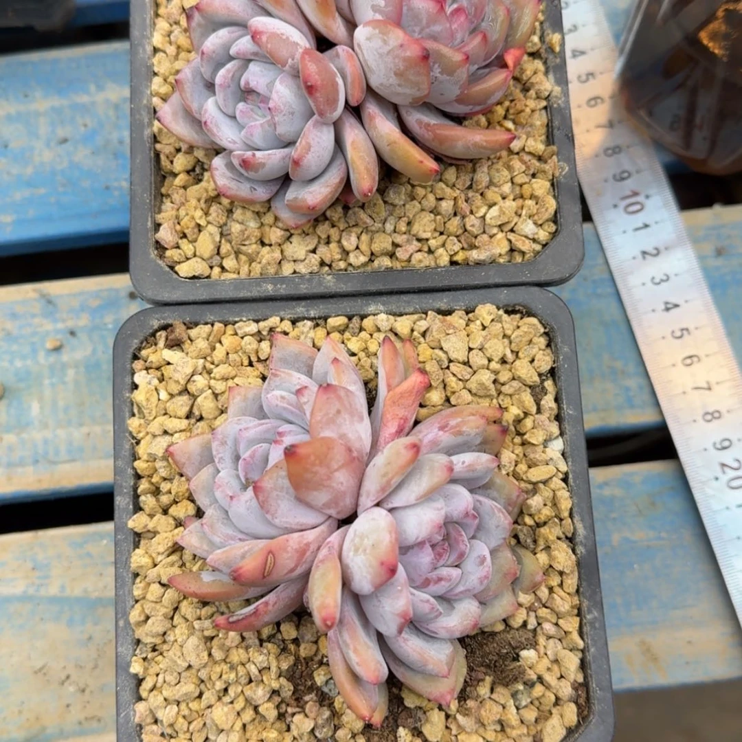 【闪购商品】悠**心石榴籽星影2颗