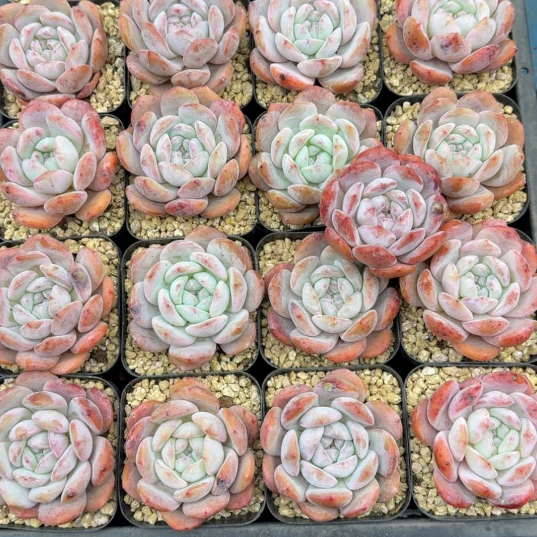 【闪购商品】简*星影10颗带盆土发货6cm左右