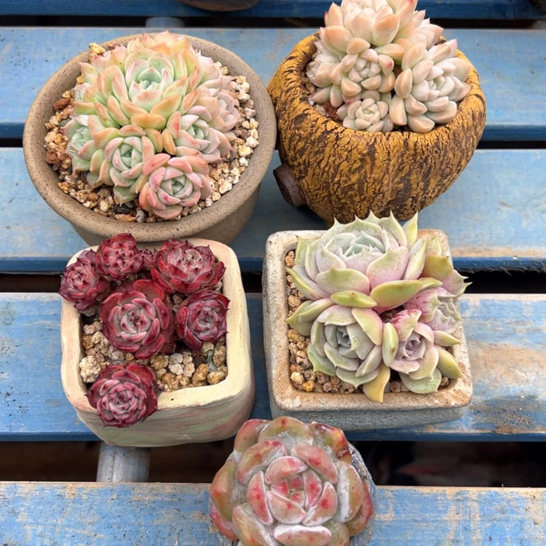 【闪购商品】小群5颗打包