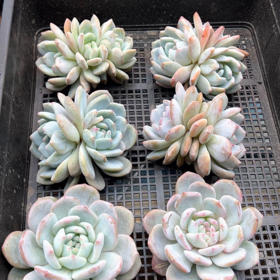 【闪购商品】星影单、双，3头各一颗，随机