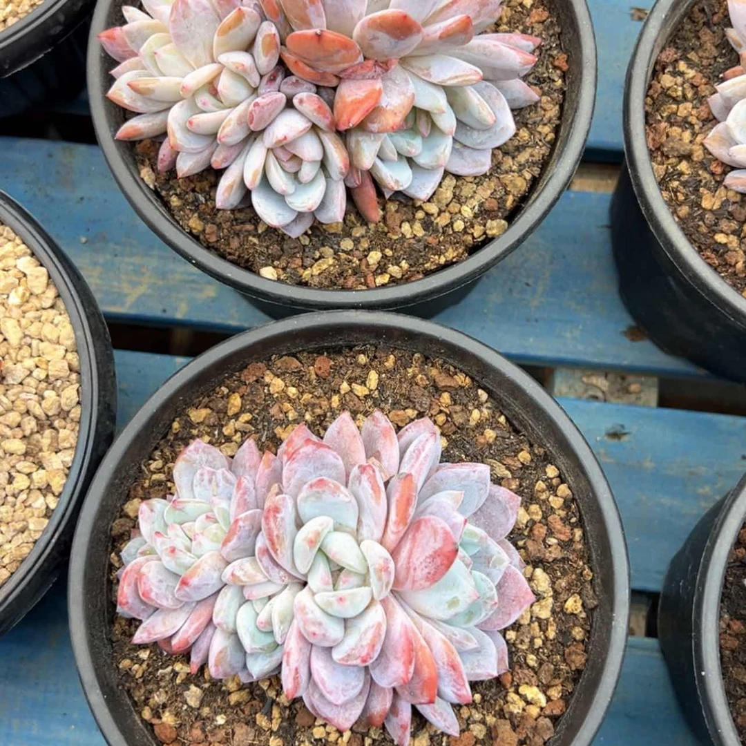 【闪购商品】然**呀星影杂雪天使