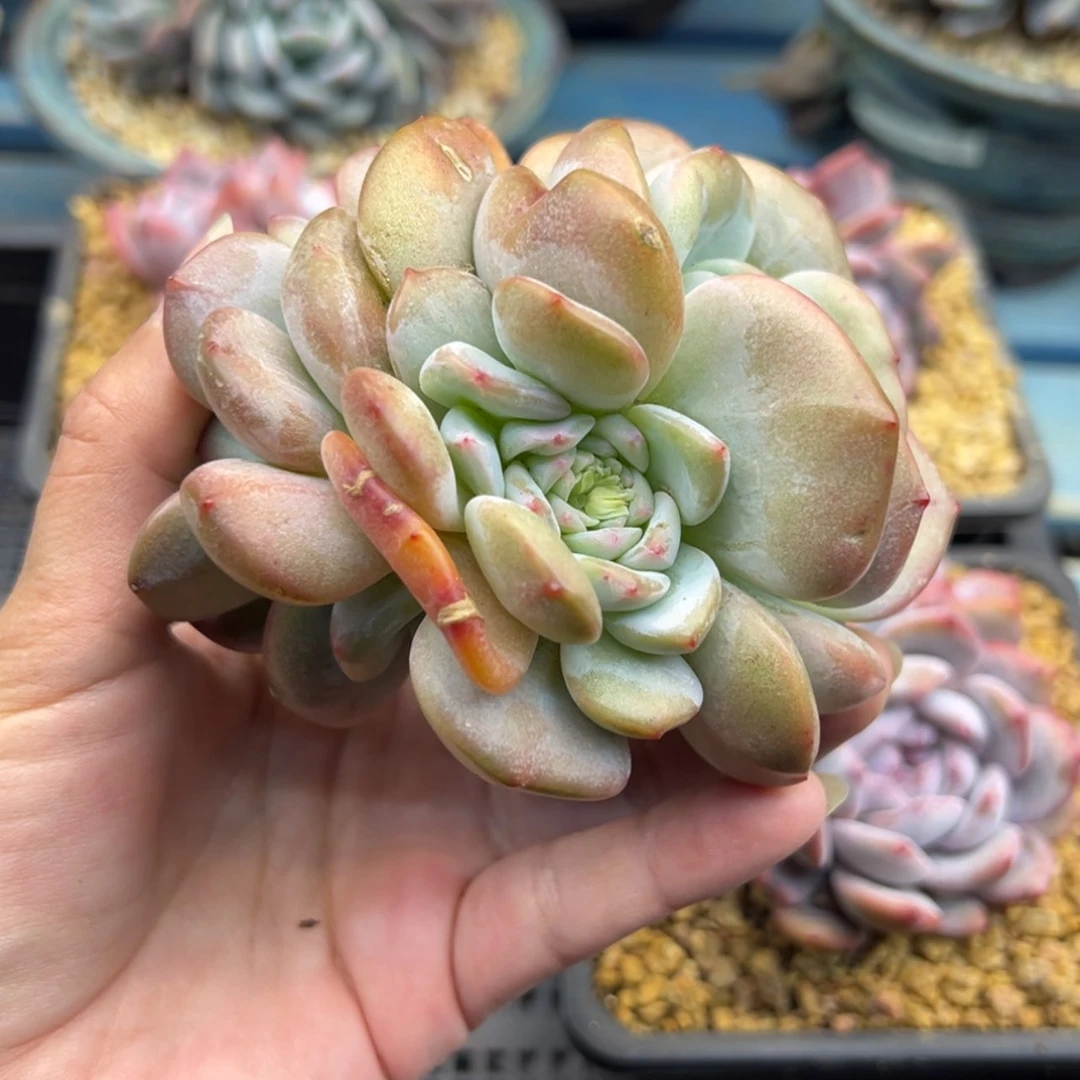 【闪购商品】柯*珉石榴籽