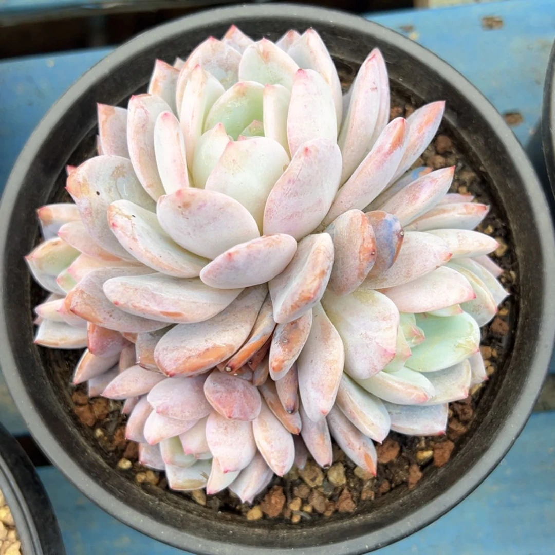 【闪购商品】悟***9星影杂雪天使