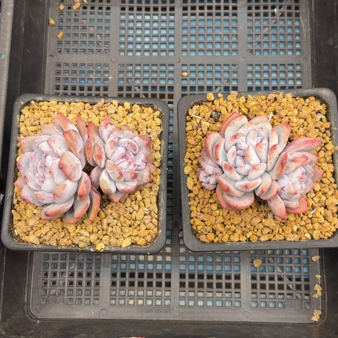 【闪购商品】三****）石榴籽2颗