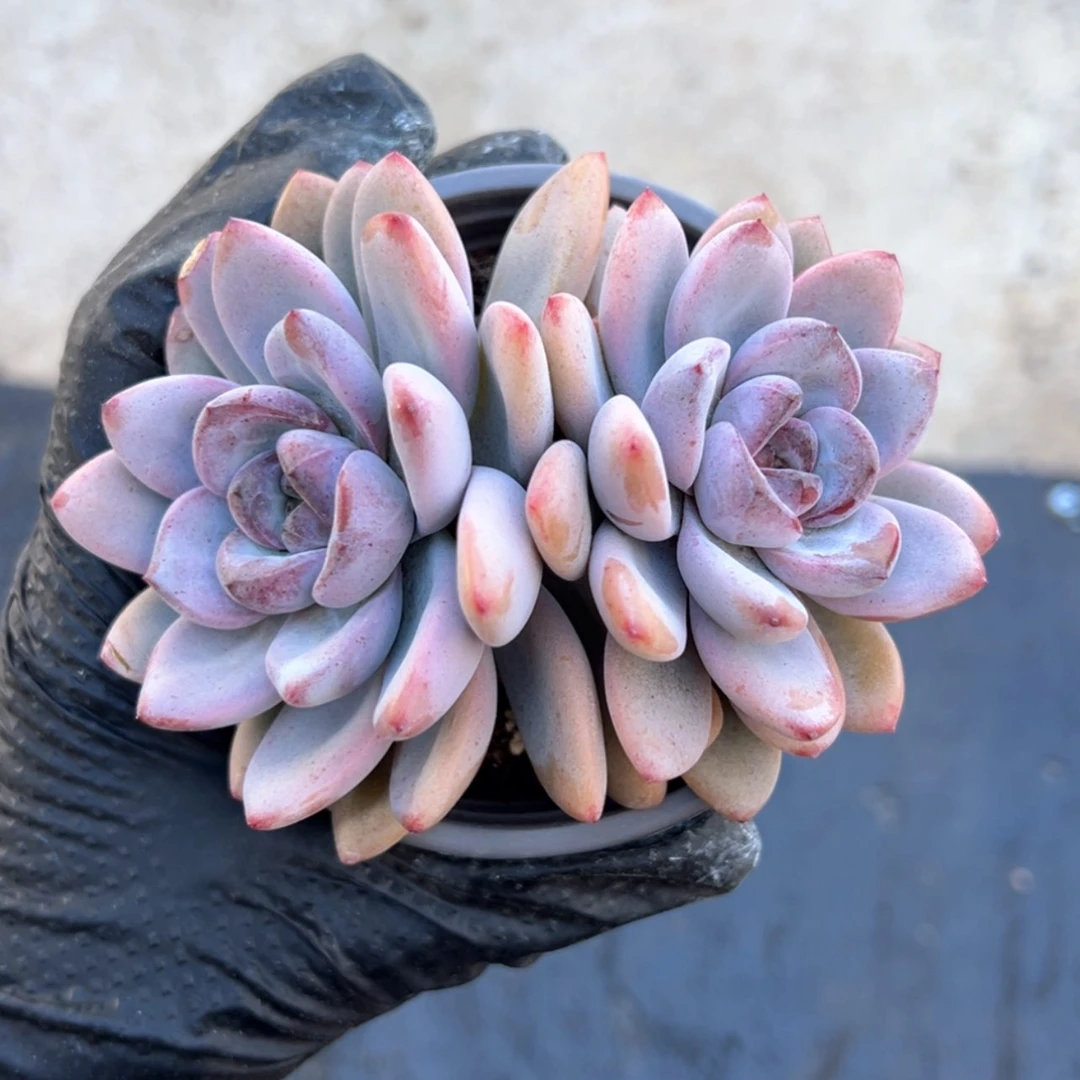 【闪购商品】喏*乖星星雪