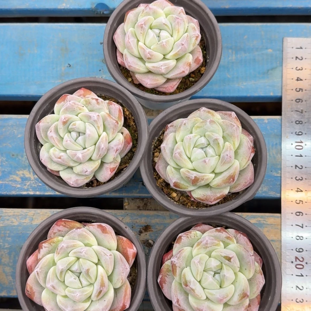 【闪购商品】冰玉5颗7-8cm