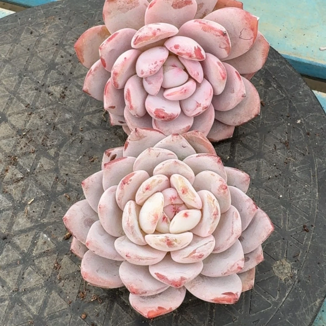 【闪购商品】然**呀星影2颗