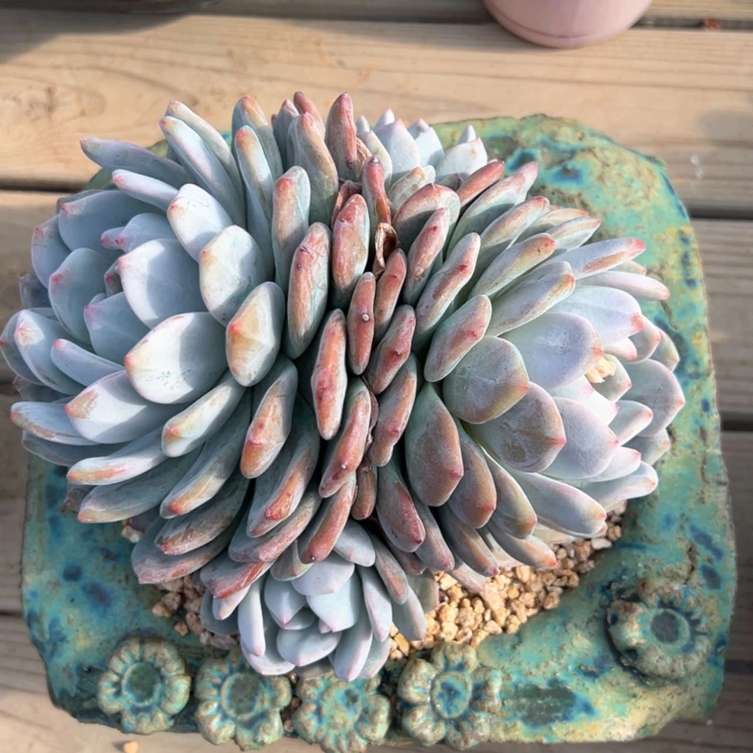 【闪购商品】星影群