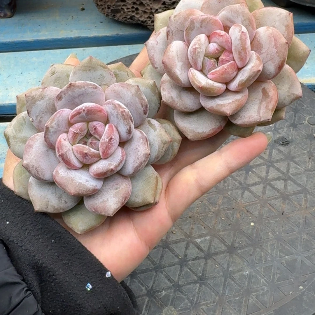 【闪购商品】趙***?星影2颗补差
