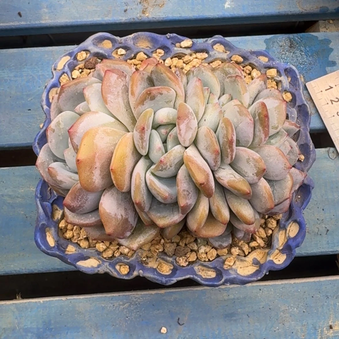 【闪购商品】犇**淼星影