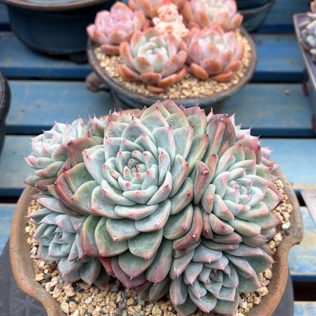 【闪购商品】乐*美佳人