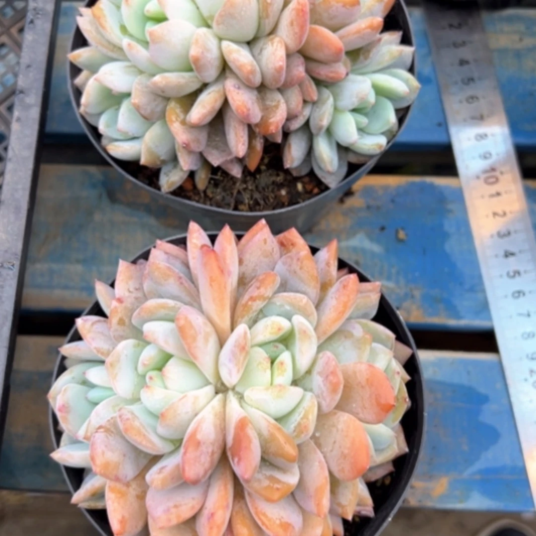 【闪购商品】星影2颗（12-13cm）