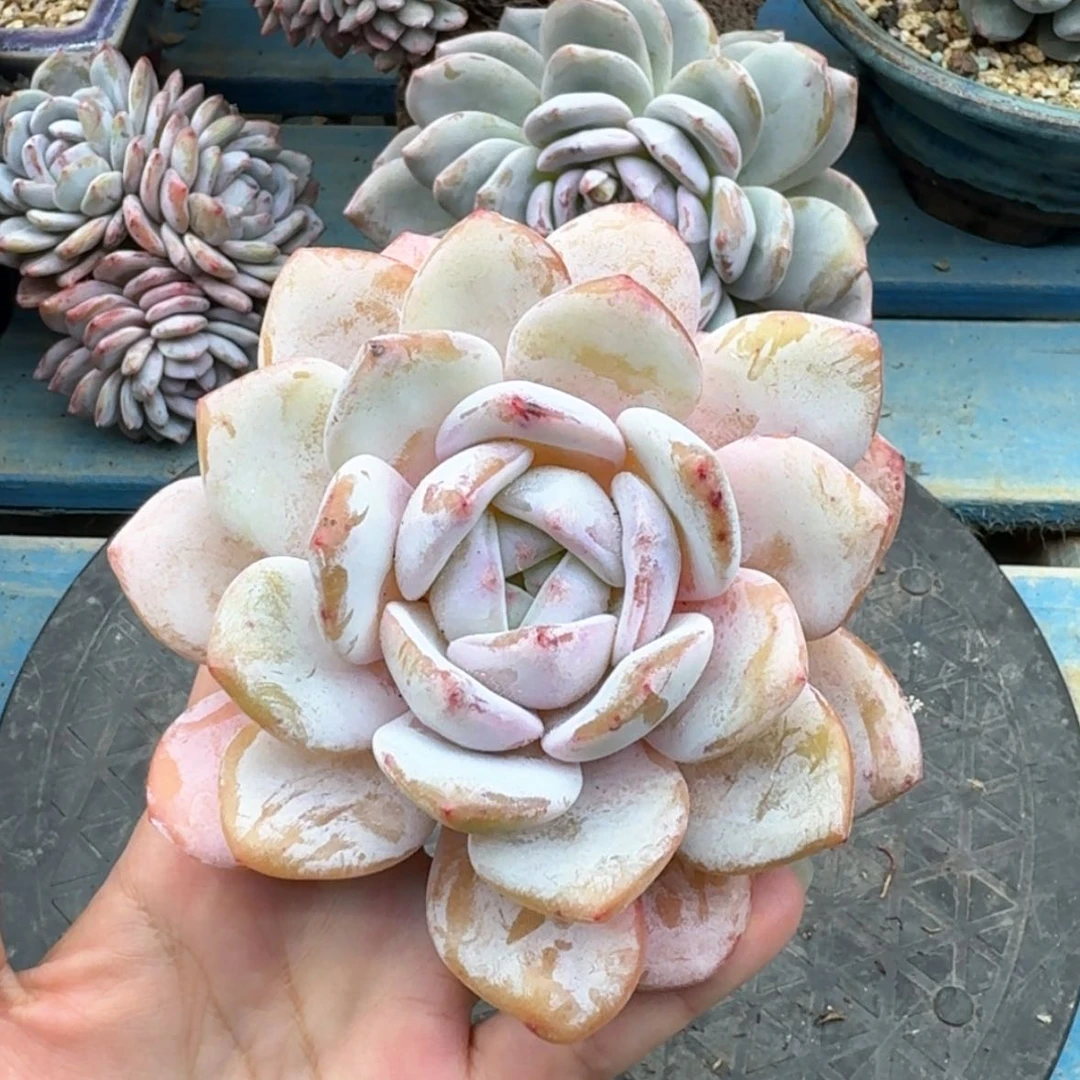 【闪购商品】虚***8星影杂