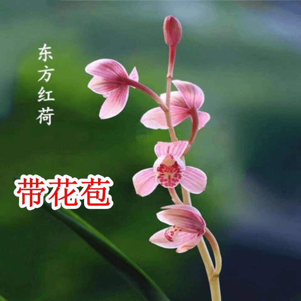 带花苞 东方红荷兰花建兰礼品花卉清香室内盆栽盆景好养赏花