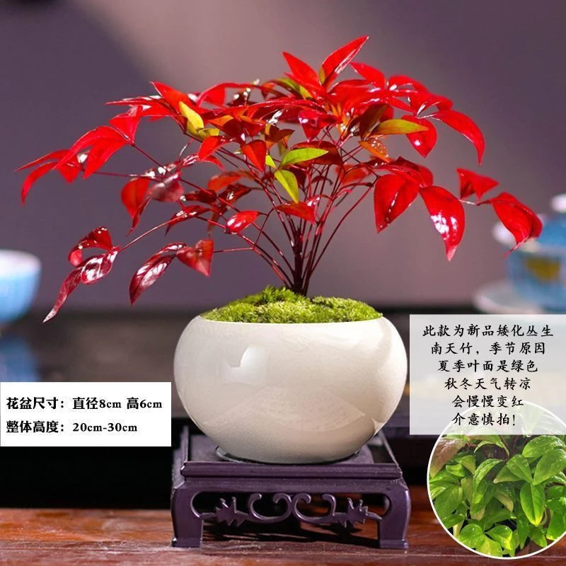 火焰南天竹 四季变色 开花香 室内盆栽叶红 室内绿植