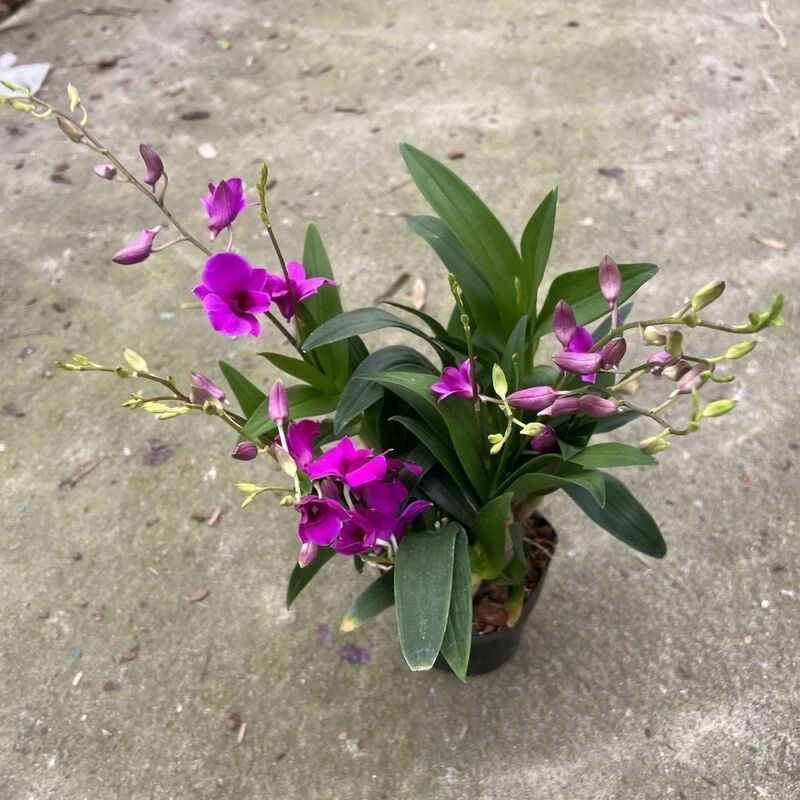 大盆 多支花 泼墨石斛 室内盆栽花卉绿植 花期久