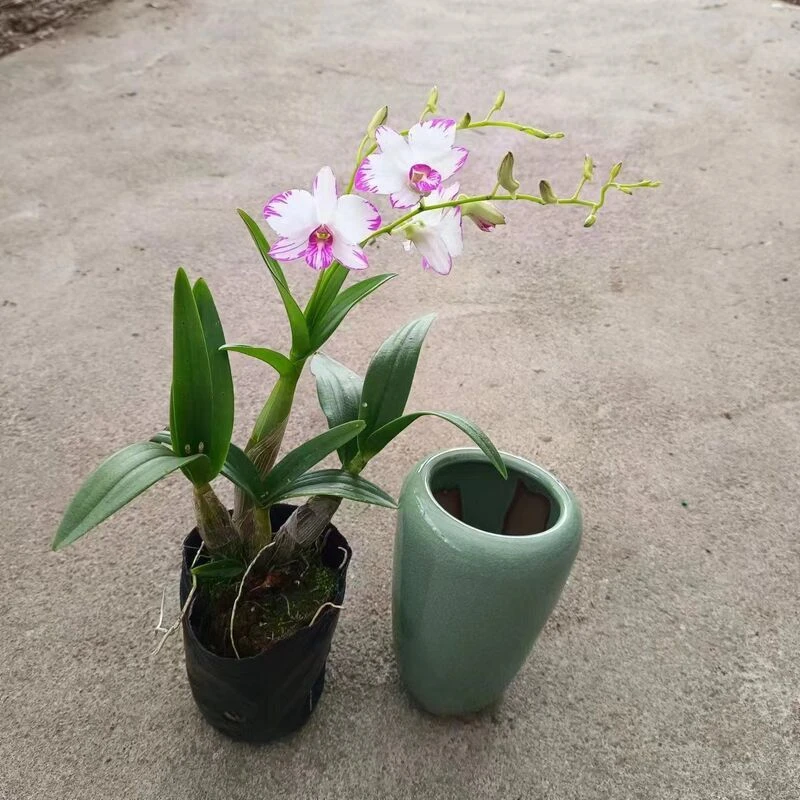 白泼墨石斛 花色漂亮 带盆土发货 室内盆栽兰花 下个月来花苞