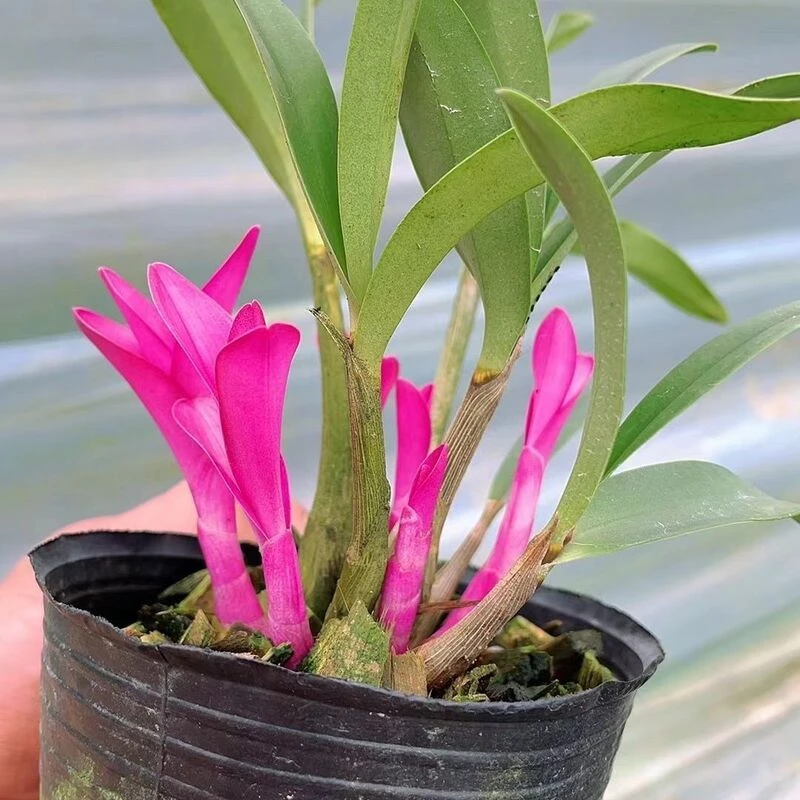 基地清场 漂亮七彩石斛 带红芽 室内盆栽花卉绿植 开花香